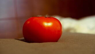 It's rolling like a tomato Trailer
