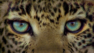 Jade Eyed Leopard Trailer