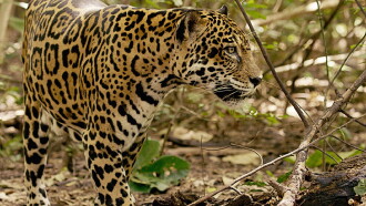 Jaguar Beach Battle Trailer
