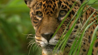 Jaguar: King of the Jungle Trailer