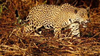 Jaguaretê-Avá: Pantanal em Chamas Trailer
