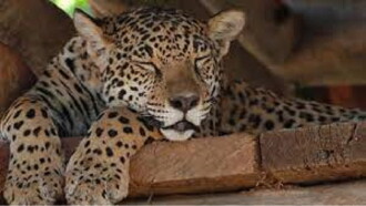 Jaguars, nés pour être libres Trailer