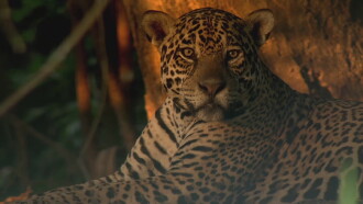 Jaguars of the Pantanal Trailer