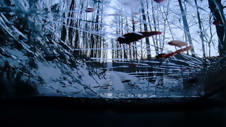 Janus Trailer
