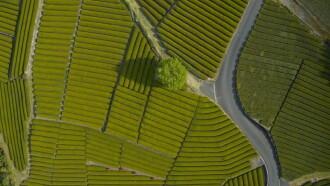 Japan, a Tea Master's Quest Trailer