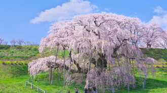 Japan's Single Cherry Blossom Tree Trailer