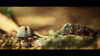 jardim Trailer