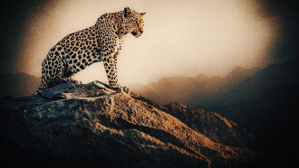 Jawai: India's Leopard Hills Trailer