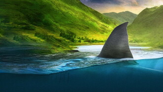 Jaws in the Shallows Trailer