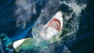 Jaws Invasion Trailer