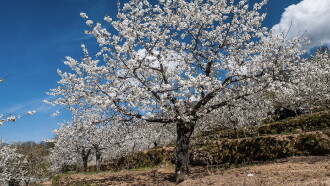 Jerte, Vida Salvaje en el Valle de los Cerezos Trailer