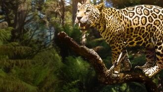 Jungle Cat Trailer