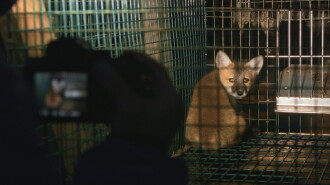 Just Animals Trailer