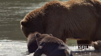 Kamchatka Bears. Life Begins Trailer