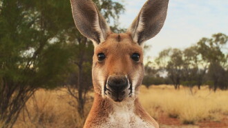 Kangaroo: A Love-Hate Story Trailer