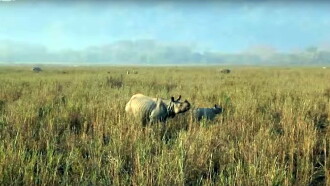 Kaziranga Trailer