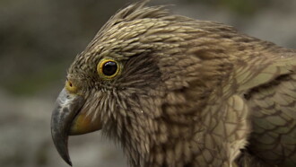 Keas - New Zealand's Witty Daredevils Trailer