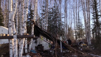 K'i Tah Amongst the Birch Trailer