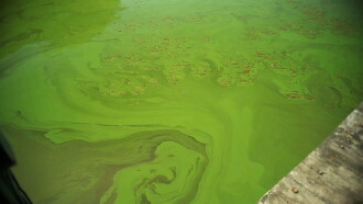 Killer Algae Trailer