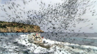 Killer Bees Trailer