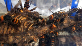 Killer Hornets from Hell Trailer