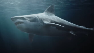 Killer Shark Trailer