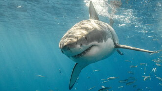 Killer Shark Vs. Killer Whale Trailer
