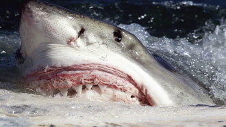 Killer Sharks: The Attacks of Black December Trailer
