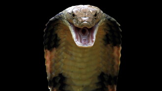 Killer Snakes Trailer