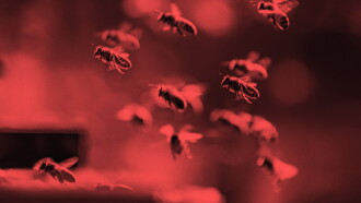 Killer Swarms Trailer