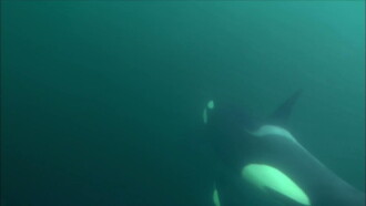 Killer Whales - The Ultimate Guide Trailer