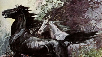 King of the Wild Horses Trailer