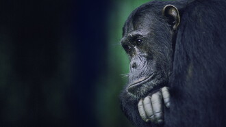 Kingdom of the Apes: Battle Lines Trailer
