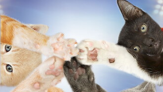Kitten Bowl IV Trailer