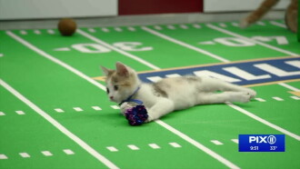 Kitten Bowl VIII Special Trailer