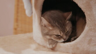 Kittenhood Trailer