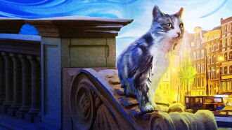 Kitty Love: An Homage to Cats Trailer