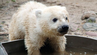 Knut - Aus der Kinderstube eines Eisbären Trailer