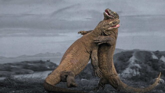 Komodo Dragon Fight! Trailer