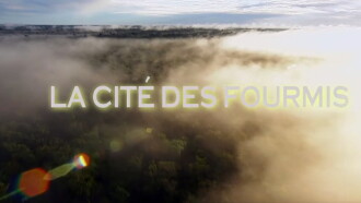 La cité des fourmis Trailer