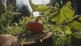 La citrouille, moins courge qu'elle n'en a l'air Trailer