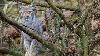 La forêt des félins: Chats sauvages et lynx du Harz Trailer