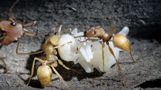 La Forêt des fourmis Trailer