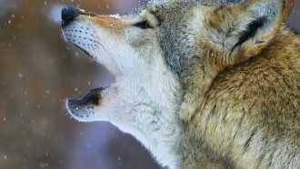 La Gueule du loup Trailer