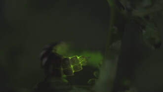 La Nuit des Animaux Trailer