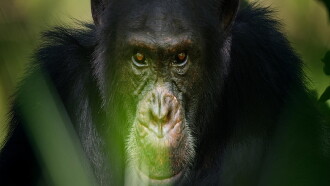 La planète des chimpanzés Trailer