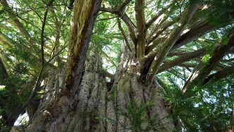 La Puissance de l’arbre avec Ernst Zürcher Trailer