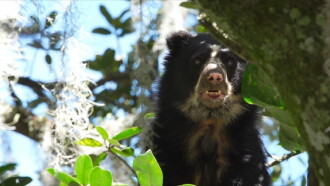 La vie secrète de l’ours à lunettes Trailer