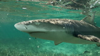La vie secrète des requins citron Trailer