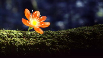 L'Abominable mystère des fleurs Trailer